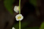 Miterwort